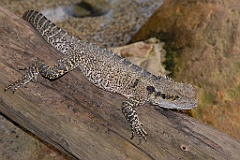 0747 Kuranda Koala Gardens